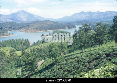 Munnar est une ville de la chaîne de montagnes des Ghats occidentaux dans l’État indien du Kerala. Ancienne station balnéaire de l'élite britannique Raj, elle est entourée de collines parsemées de plantations de thé établies à la fin du 19th siècle. Le parc national d'Eravikulam, un habitat pour la chèvre de montagne en voie de disparition Nilgiri tahr, abrite les chutes d'eau de Lakam, des sentiers de randonnée et le pic d'Anamudi de 2 695m. Banque D'Images