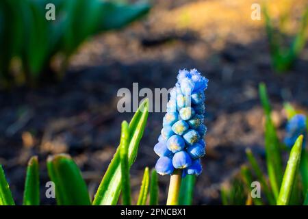 Fleur de muscari bleue dans la rosée chute à l'aube gros plan. Les fleurs printanières fleurissent par temps chaud Banque D'Images