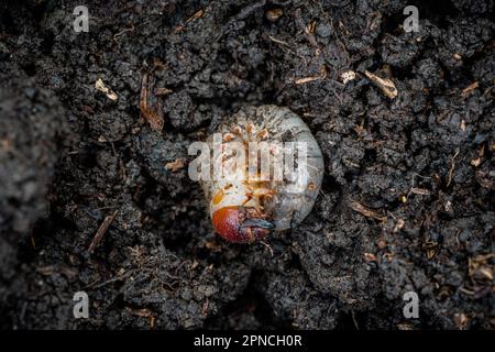 Le coléoptère européen des rhinocéros Oryctes nasicornis larva dans le compost Banque D'Images