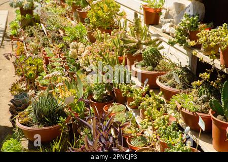 Une gamme dynamique de succulents et cactus de différentes tailles et nuances dans le jardin. Banque D'Images