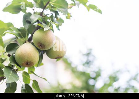 Un bouquet de poires dans l'arbre. Avantages des poires. Fond bleu ciel Banque D'Images