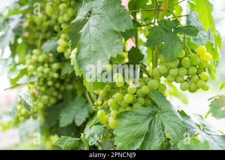 Raisins mûrs sur les buissons des vignobles Banque D'Images