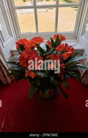 Clivia (Clivia miniata), du nom de Clive of India, le nénuphar ou le nénuphar croissant dans une fenêtre ensoleillée à Burton Agnes Hall, Driffield, Yorkshire Banque D'Images