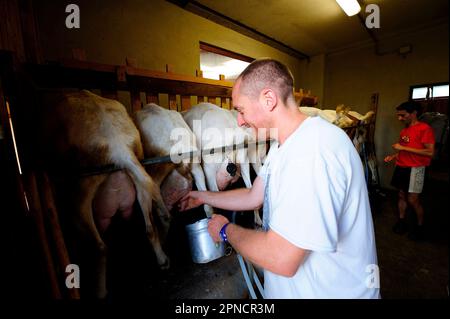 Les chèvres Saanen et les chamois ont été élevés 'comme ils étaient autrefois' dans la ferme de Capres al Pascolo, stable, laiterie et point de vente, hameau de Pianvignale, Alpes Liguriennes, Cu Banque D'Images