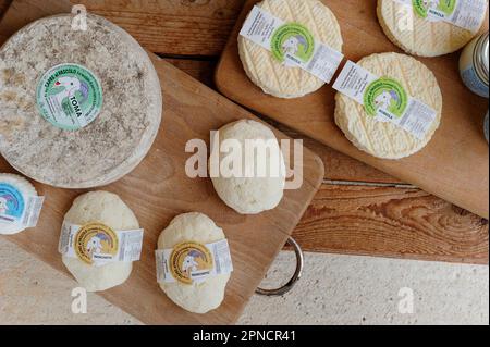 Les fromages de chèvre de la race Saanen et le chamois ont été élevés « comme ils étaient autrefois » dans la ferme de Capres al Pascolo, stable, laiterie et point de vente, le hamle de Pianvignale Banque D'Images