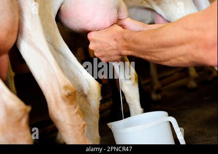 La traite des chèvres Saanen et des chamois élevés 'comme ils étaient autrefois' dans la ferme de Capres al Pascolo, stable, laiterie et point de vente, hameau de Pianvignale, Liguri Banque D'Images