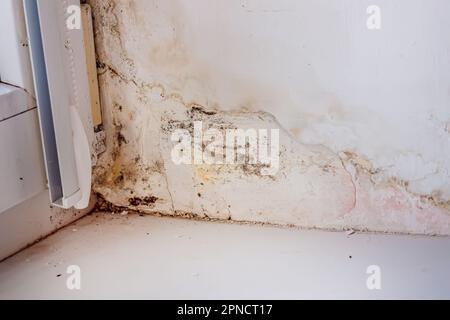 Moisissure sur les pentes près de la fenêtre en métal-plastique. Champignon sur la surface blanche du mur à l'intérieur de la maison Banque D'Images