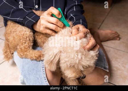 Gros plan de la personne appliquant des tiques, des poux et des acariens contrôlent la médecine sur le chien d'animal de compagnie à fourrure longue Banque D'Images