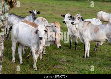 Muelle San Carlos, Costa Rica - Brahman bétail sur une ferme costaricienne. La race du Brahan est originaire d'Inde. Ils font bien dans le chaud tropical Banque D'Images