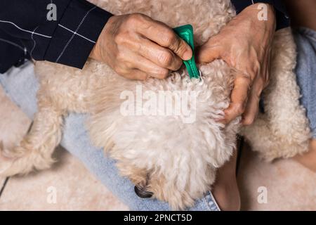 Gros plan de la personne appliquant des tiques, des poux et des acariens contrôlent la médecine sur le chien d'animal de compagnie à fourrure longue Banque D'Images