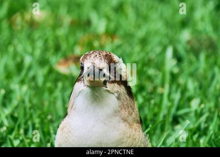 Un kookaburra perché dans une herbe verte luxuriante, regardant directement dans la caméra Banque D'Images