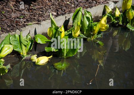 Fleurs ou spathes de printemps jaunes, et feuillage vert du chou-mouffette Lysichiton americanus dans le jardin du Royaume-Uni avril Banque D'Images