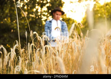 Silhouette d'homme agronome fermier dans le champ de blé doré. Agriculteur dans un champ examinant la récolte de blé. Flou. Hors foyer. Banque D'Images