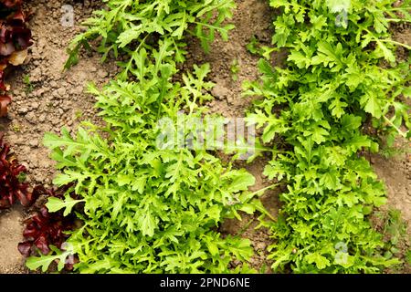 Plantation de roquette vue de dessus. Récolte de feuilles vertes d'arugula italienne dans le jardin. Bouquet de verts biologiques utiles. Bonne récolte. Roquette verdure backgro Banque D'Images