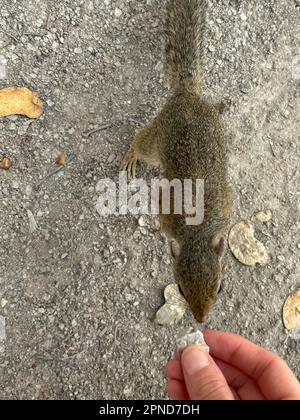 gros plan d'un écureuil curieux dans le parc national d'etosha Banque D'Images