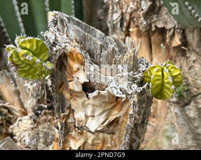 Gros plan d'un jeune cactus en Namibie Banque D'Images