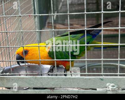 parakeet dans une volière Banque D'Images