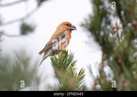 Scottish Parrot Crossbill (Loxia Scotica) (Loxia pytyopsittacus) Gleann Einaich Highland UK GB avril 2023 Banque D'Images
