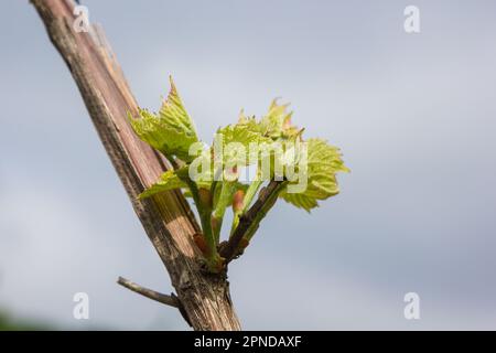 la vigne fleurit au printemps Banque D'Images