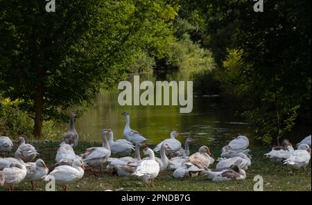 Oies domestiques lors d'une promenade dans la prairie. Banque D'Images