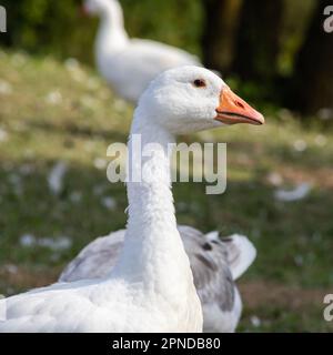 Oies domestiques lors d'une promenade dans la prairie. Banque D'Images