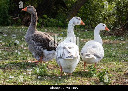 Oies domestiques lors d'une promenade dans la prairie. Banque D'Images