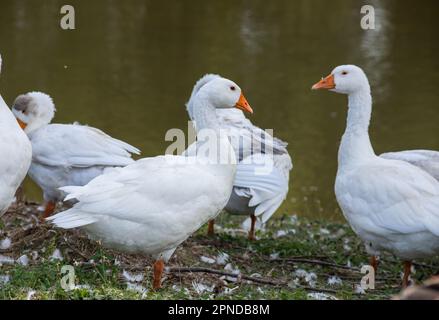 Oies domestiques lors d'une promenade dans la prairie. Banque D'Images