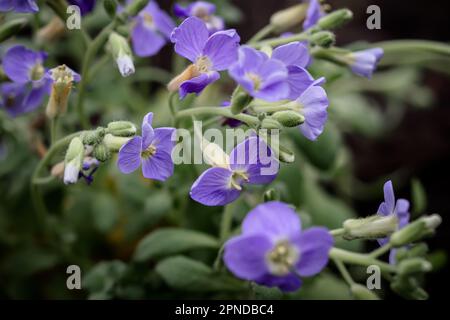 Aubrieta, Aubretia fleurs de près sur fond de jardin vert. Banque D'Images