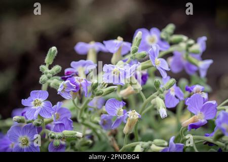 Aubrieta, Aubretia fleurs de près sur fond de jardin vert. Banque D'Images