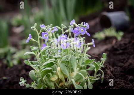 Aubrieta, Aubretia fleurs de près sur fond de jardin vert. Banque D'Images