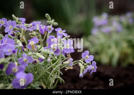 Aubrieta, Aubretia fleurs de près sur fond de jardin vert. Banque D'Images