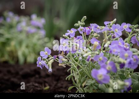 Aubrieta, Aubretia fleurs de près sur fond de jardin vert. Banque D'Images