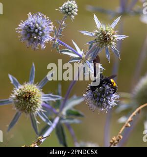 gros plan de l'abeille à bourdon sur le chardon violet ou Echinops bannaticus. Banque D'Images