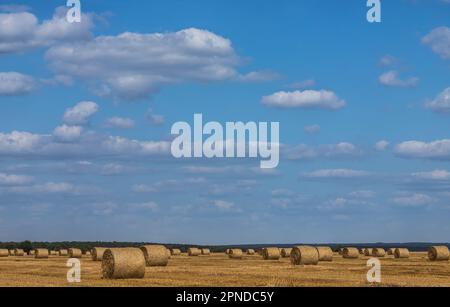 Champ agricole avec paille épineuse de blé, dont le grain a été récolté pour la nourriture, champ de blé un jour ensoleillé d'été, ciel Banque D'Images