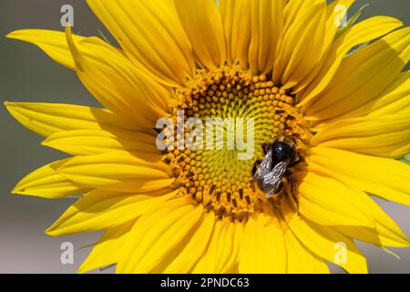 Abeille rayée noire et jaune, abeille, tournesol pollinisant vue rapprochée de bas niveau d'une tête de tournesol simple avec pétales jaunes et graines noires Banque D'Images