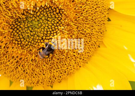 Abeille rayée noire et jaune, abeille, tournesol pollinisant vue rapprochée de bas niveau d'une tête de tournesol simple avec pétales jaunes et graines noires Banque D'Images