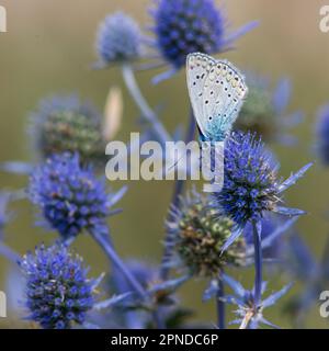 Fleur piquée. Fleurs de chardon bleu, Eryngium planum, eryngo bleu. Triches sauvages violettes fleuries. Papillon bleu sur une fleur bleue. Banque D'Images