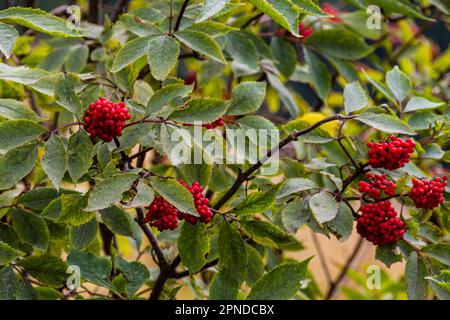 Petit arbre de montagne aux baies rouges, caractéristique et ostentatoire. Sorbus aucuparia, communément appelé rowan et de montagne-cendres. Banque D'Images