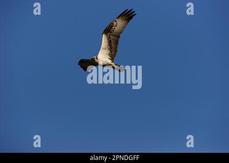 Osprey en vol au-dessus du lac Banque D'Images