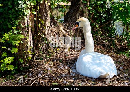 Windsor, Berkshire, Royaume-Uni. 18th avril 2023. Un cygne muet se trouve sur son nid à côté de la Tamise à Windsor. Il a été difficile de passer quelques mois au sein du troupeau de cygnes de Windsor car beaucoup d'entre eux sont morts pendant la dernière épidémie de grippe aviaire qui est maintenant heureusement terminée. Crédit : Maureen McLean/Alay Live News Banque D'Images