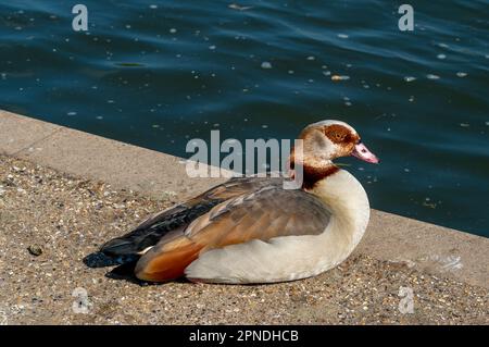 Windsor, Berkshire, Royaume-Uni. 18th avril 2023. Une oie égyptienne se trouve près de la Tamise. Les signes de grippe aviaire le long de la Tamise ont maintenant été supprimés et les gens sont autorisés à nourrir à nouveau les cygnes. Crédit : Maureen McLean/Alay Live News Banque D'Images