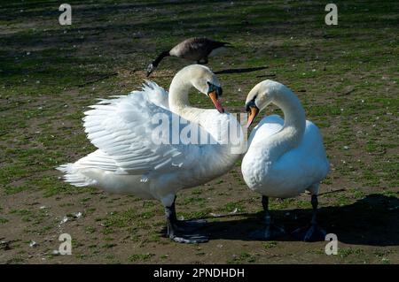 Windsor, Berkshire, Royaume-Uni. 18th avril 2023. Une paire de cygnes de courting muets nettoient leurs plumes à côté de la Tamise. Les signes de grippe aviaire le long de la Tamise ont maintenant été supprimés et les gens sont autorisés à nourrir à nouveau les cygnes. Crédit : Maureen McLean/Alay Live News Banque D'Images