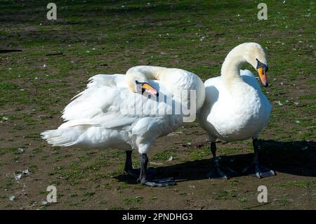 Windsor, Berkshire, Royaume-Uni. 18th avril 2023. Une paire de cygnes de courting muets nettoient leurs plumes à côté de la Tamise. Les signes de grippe aviaire le long de la Tamise ont maintenant été supprimés et les gens sont autorisés à nourrir à nouveau les cygnes. Crédit : Maureen McLean/Alay Live News Banque D'Images