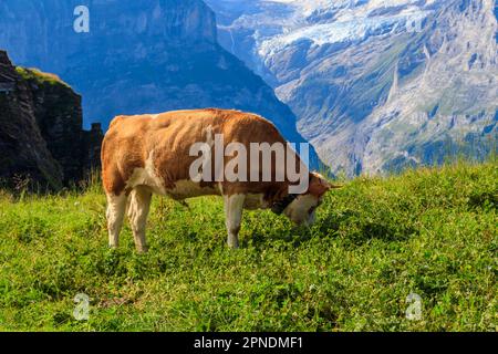 Vache paître dans une prairie alpine sur First Mountain, au-dessus de Grindelwald, en Suisse Banque D'Images