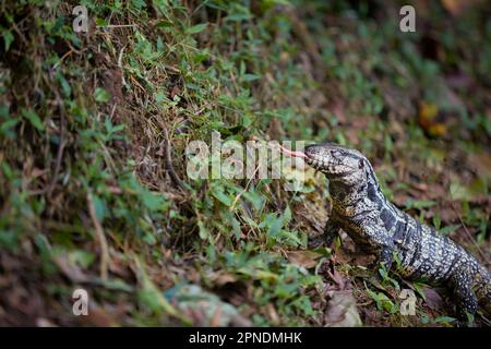 Un 'tégu noir et blanc argentin' (Salvator Merianae) dans le paysage de forêt tropicale de Iguazú, Brésil. Banque D'Images