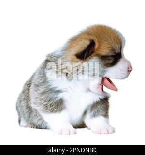 Gros plan chien corgi Pembroke gallois isolé avec la bouche et la langue ouvertes qui dépassent, assis sur le sol sur fond blanc. Thème animal Banque D'Images