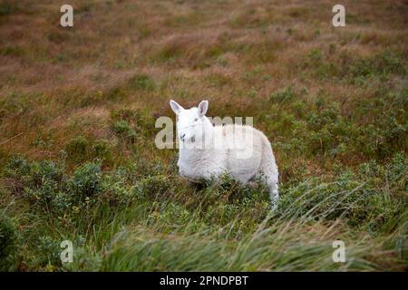 Moutons à la vue sur le champ isle of skye Highlands scotland royaume-uni Banque D'Images