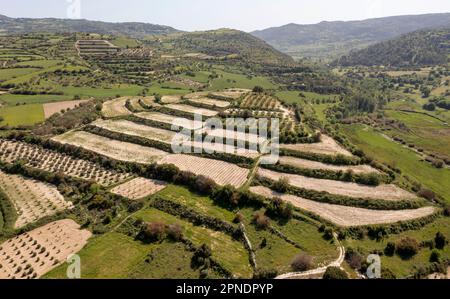 Champs de vignes en terrasse dans la vallée d'Ezousa, région de Paphos, Chypre Banque D'Images