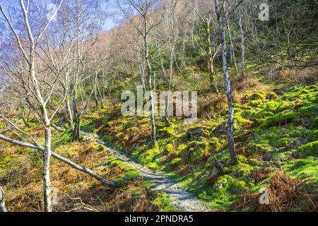 Le chemin autour d'Ullswater, dans le Lake District, traverse une forêt de mousses. Banque D'Images