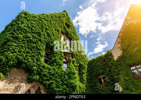 Cathédrale médiévale gothique de Magdebourg Dom église parement en tuiles d'ardoise et vert frais Ivy a couvert vieux mur de pierre contre ciel bleu clair jour ensoleillé. Plunt Banque D'Images